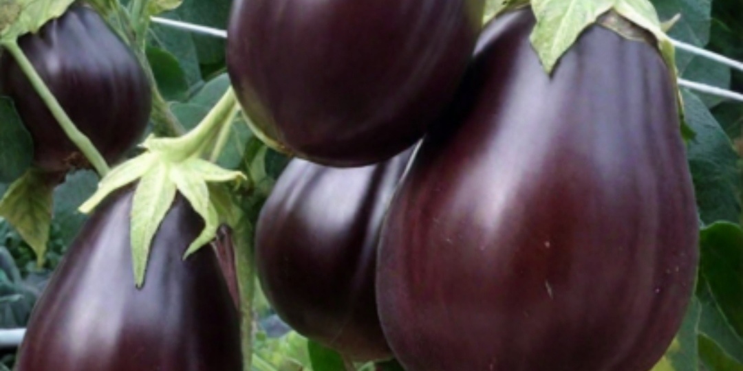 Что посеять в январе? Овощи и цветы, которые нужно сеять в январе. Правила январских посевов.