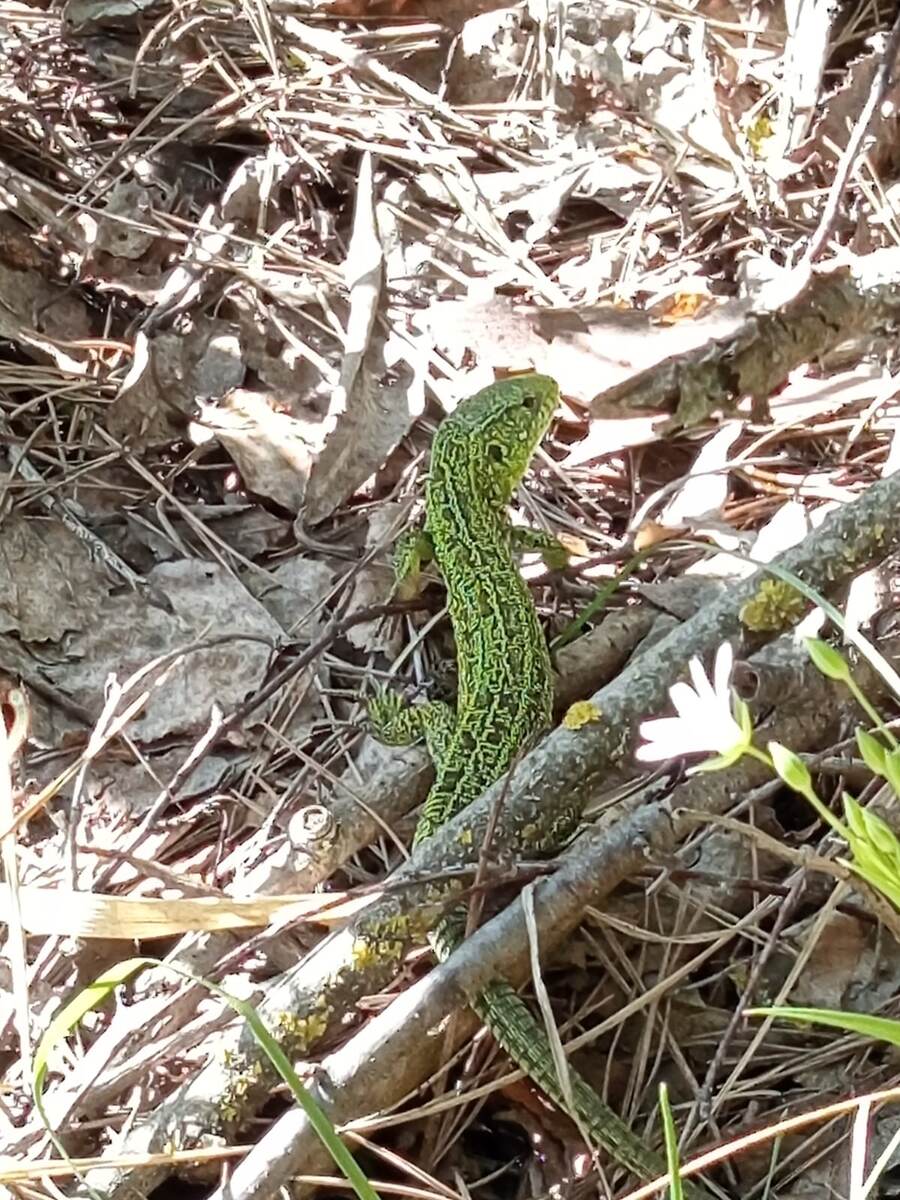 Ящерица Прыткая