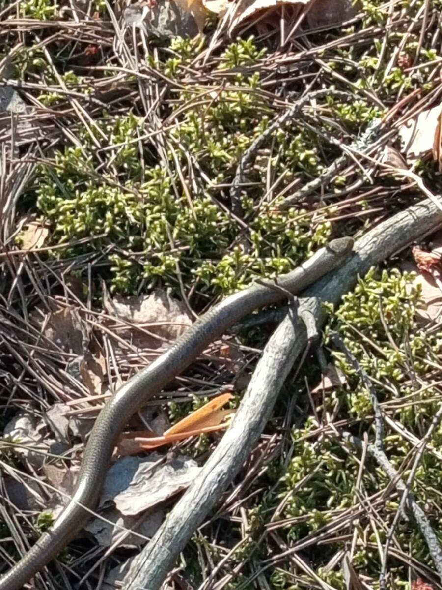 безногая ящерица Колхидская Веретеница