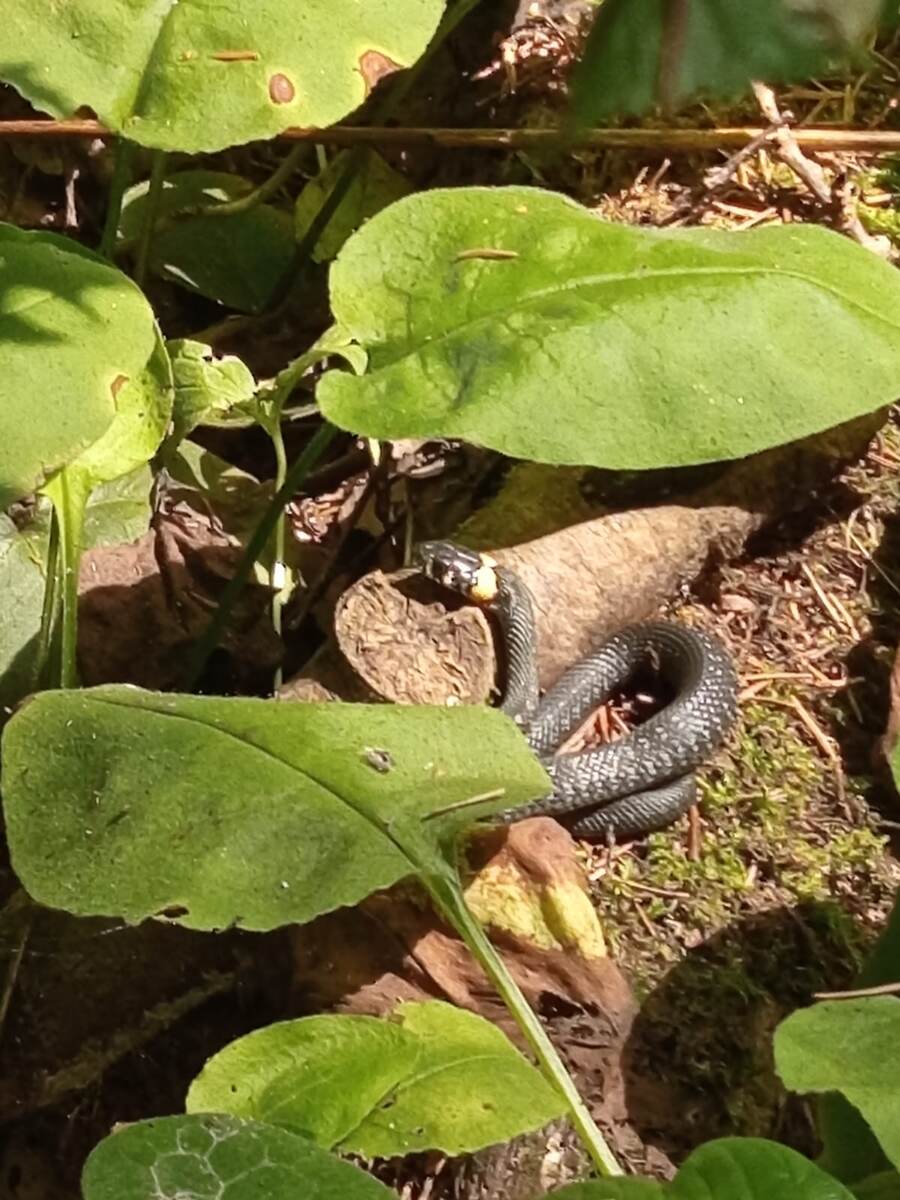 Обыкновенный уж. Греется на солнышке.