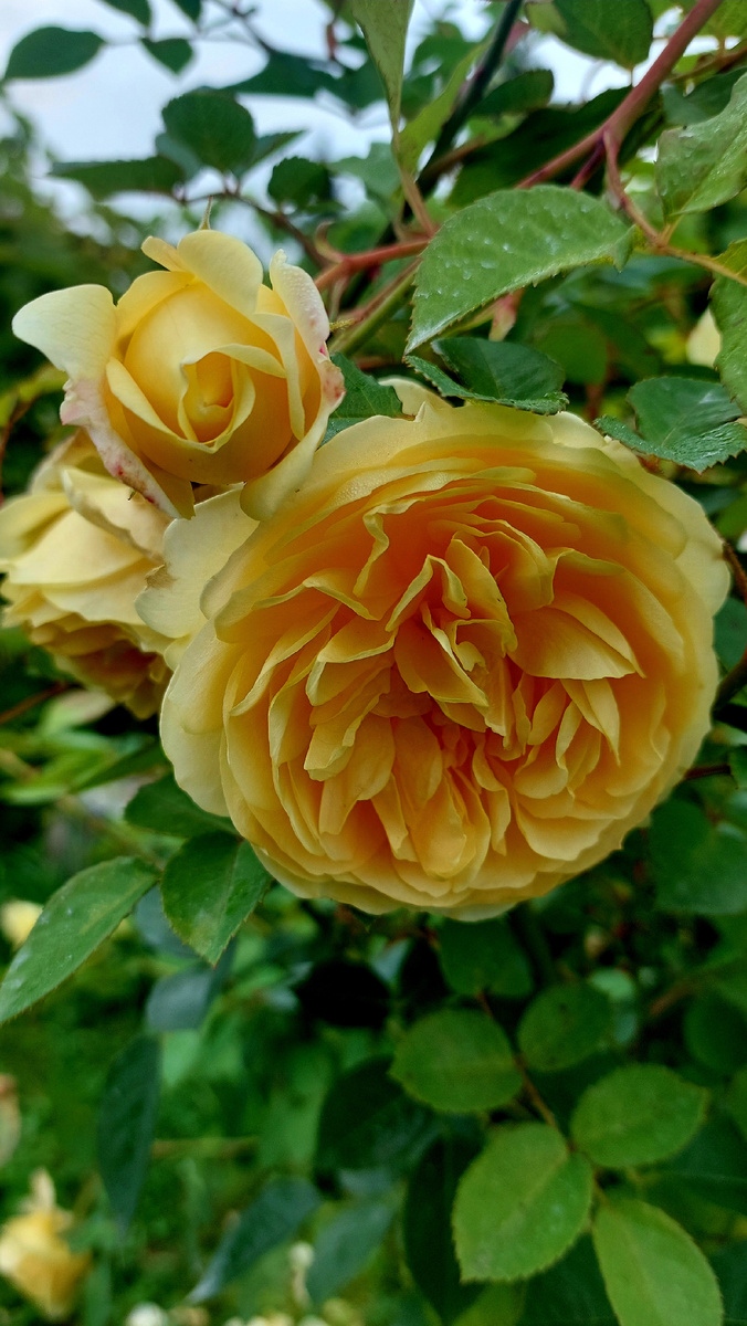 Грэм Томас. "Остинка"