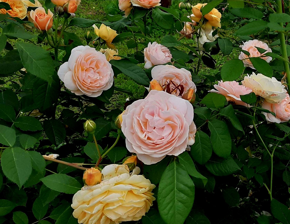 Тизин Джорджия и Свит Джульет. "Остинки"