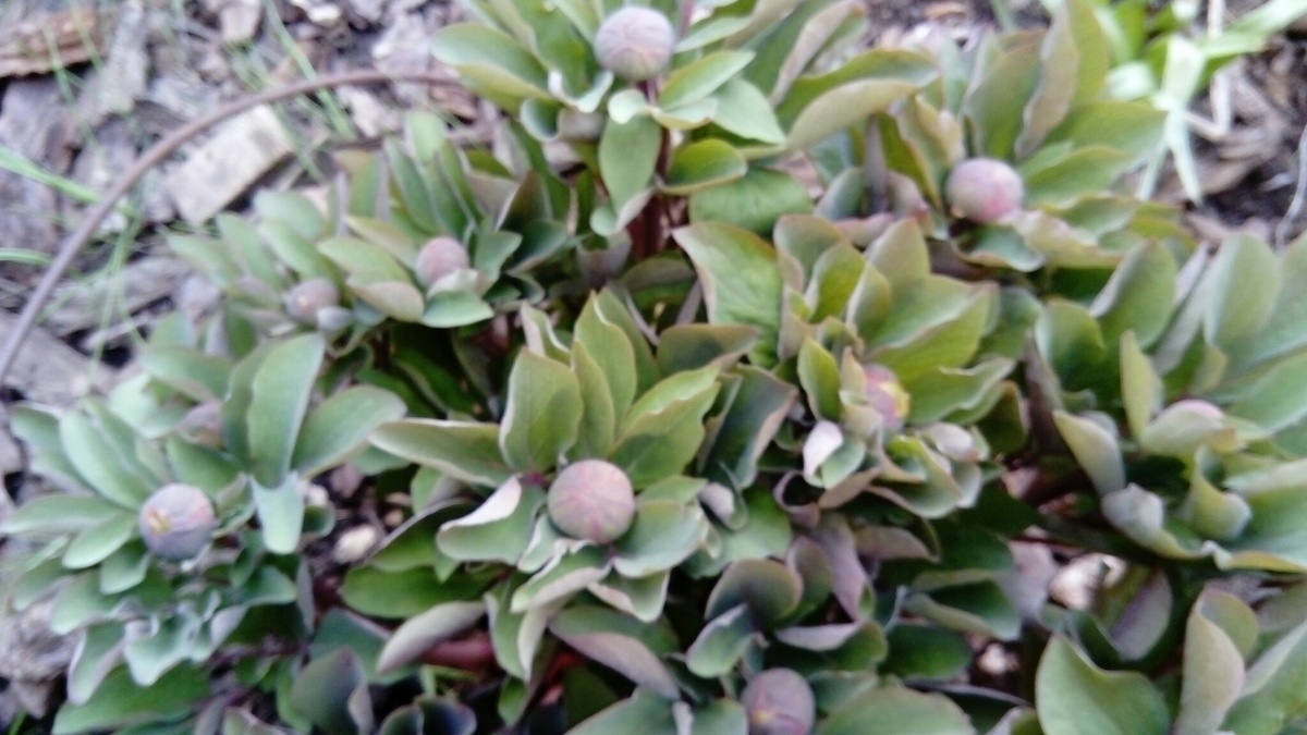 пион Х бараний