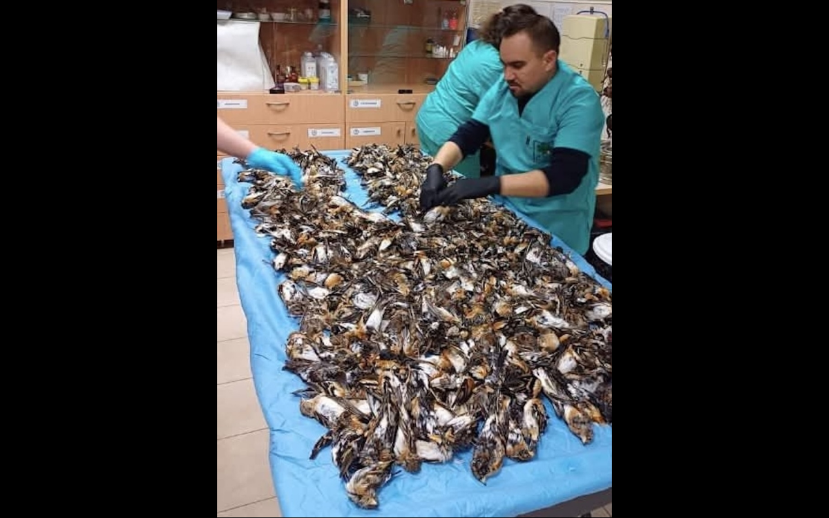 Образец такого творчества зоо "зпщитников", опубликованный в ленте VK