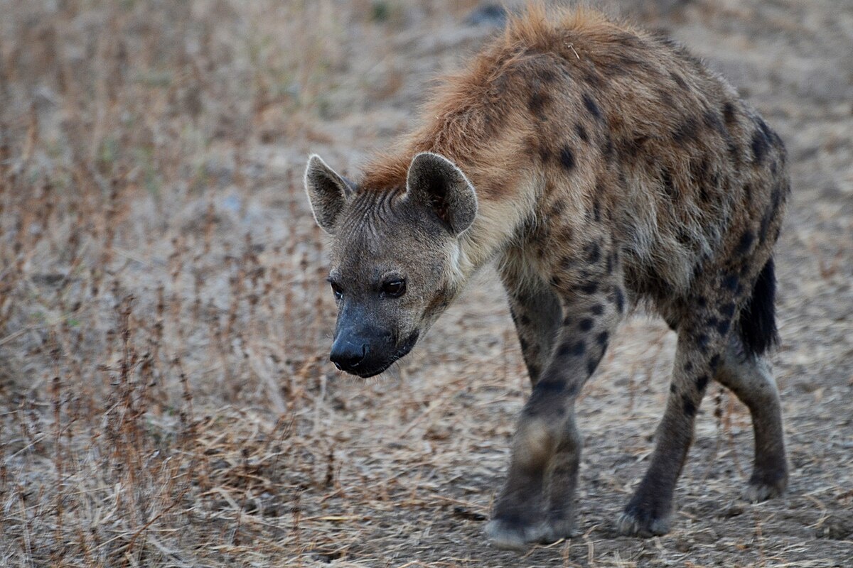 Фото с сайта: https://commons.wikimedia.org/wiki/File:Spotted_hyaena.jpg