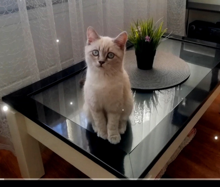 Мой маленький котенок 💓 Такую мне привезли Мишель,но я её назвала Софья)