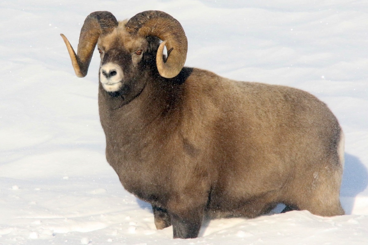 Фото с сайта: https://goarctic.ru/kultura/nemnogo-o-baranakh-putorana-uchenye-zapovednikov-taymyra-rasskazali-o-vliyanii-snezhnogo-pokrova-na-/