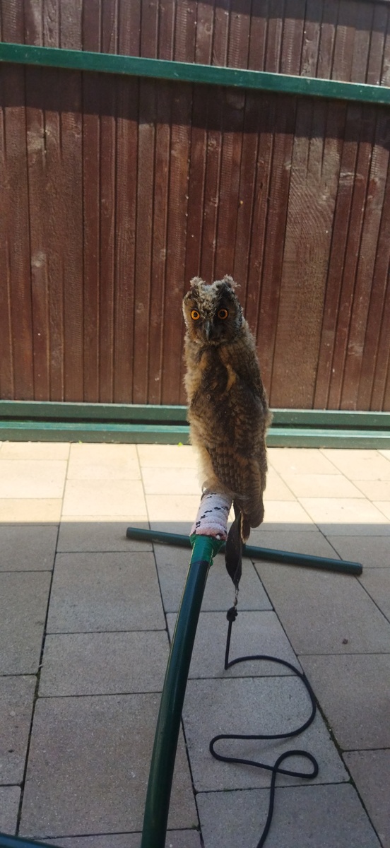 Сова, что с тобой? К пляжному сезону подготовилась?