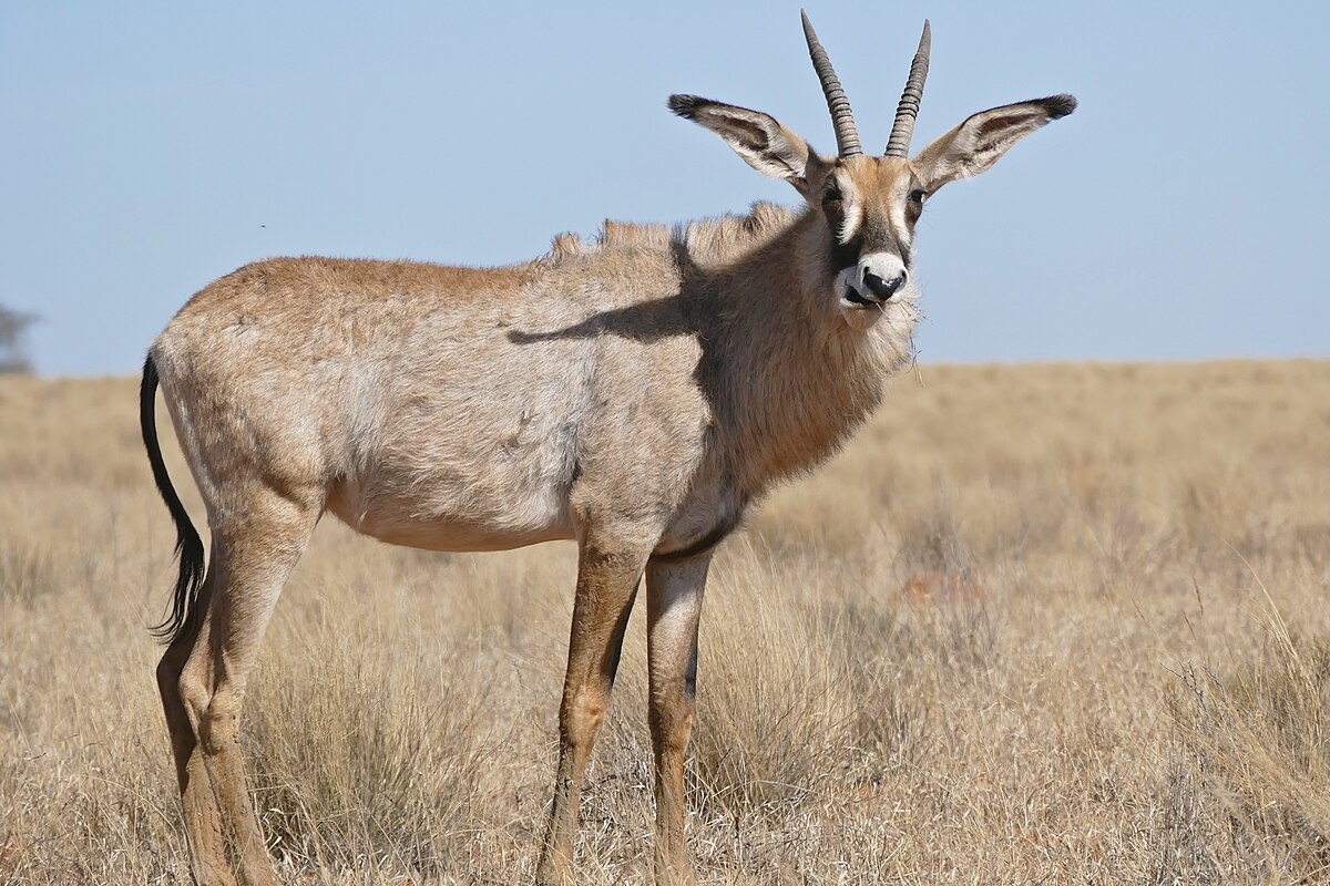 Фото с сайта: https://commons.wikimedia.org/wiki/File:Roan_(Hippotragus_equinus)_(32928636942).jpg