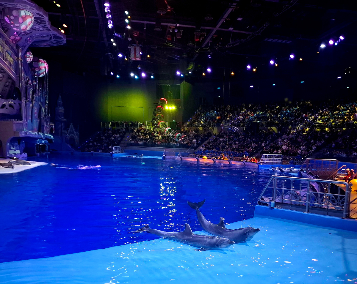Водное шоу "Кощей" и звезды шоу прекрасные дельфины 