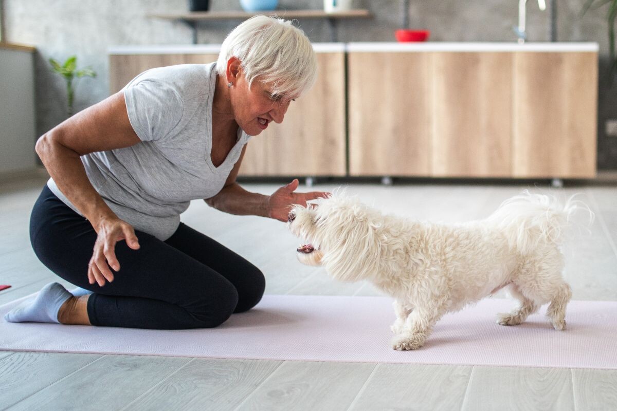 Почему собака не слушается