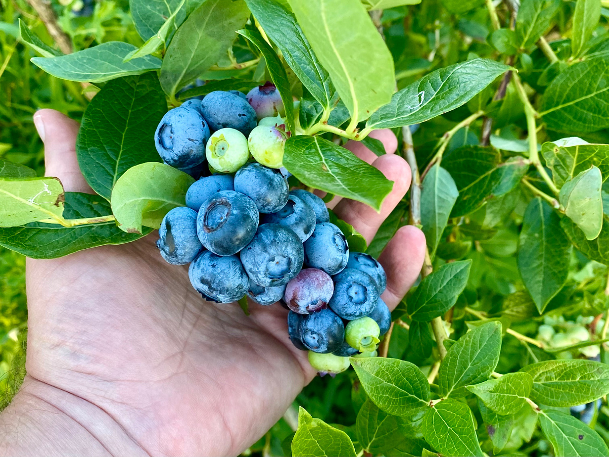Голубика для Владимирской области.