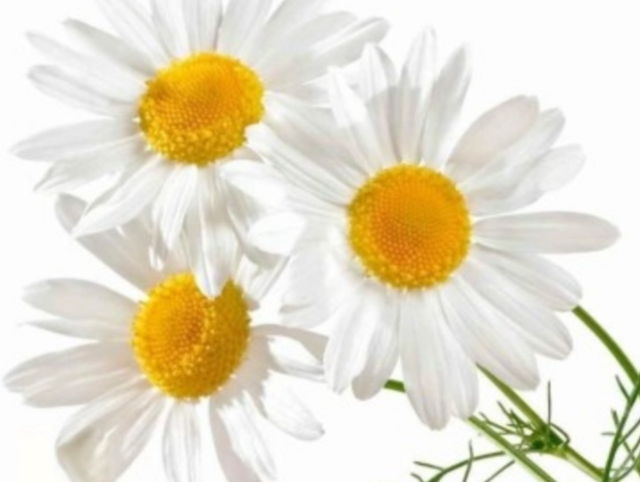 Роднее родных