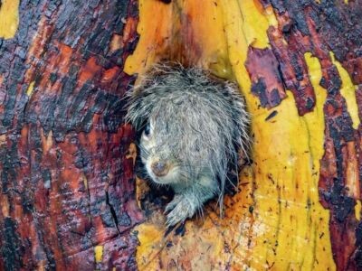 Объявлены победители премии Comedy Wildlife Awards 2025 [ФОТО]