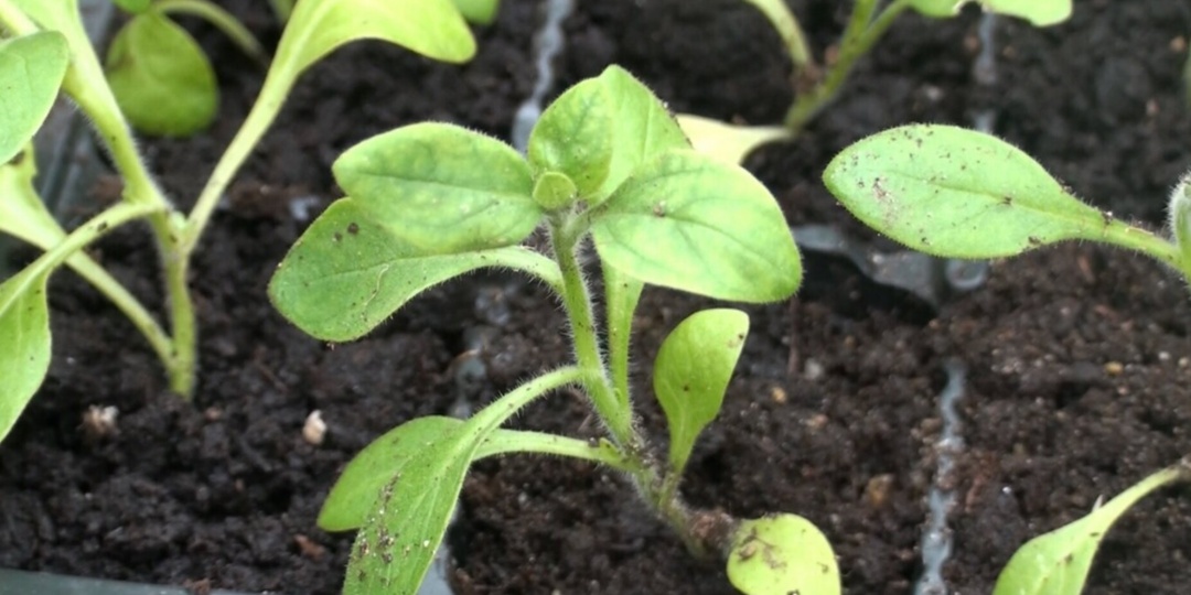 Посадка петунии на рассаду: пошаговая инструкция для начинающих