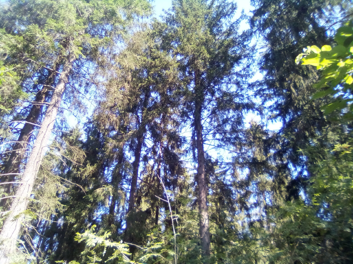 Ёлки и берёзы