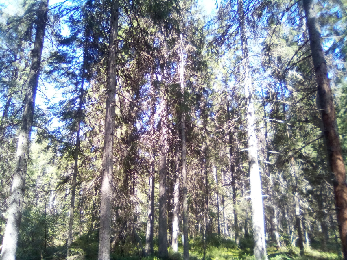 Осины и берёзы