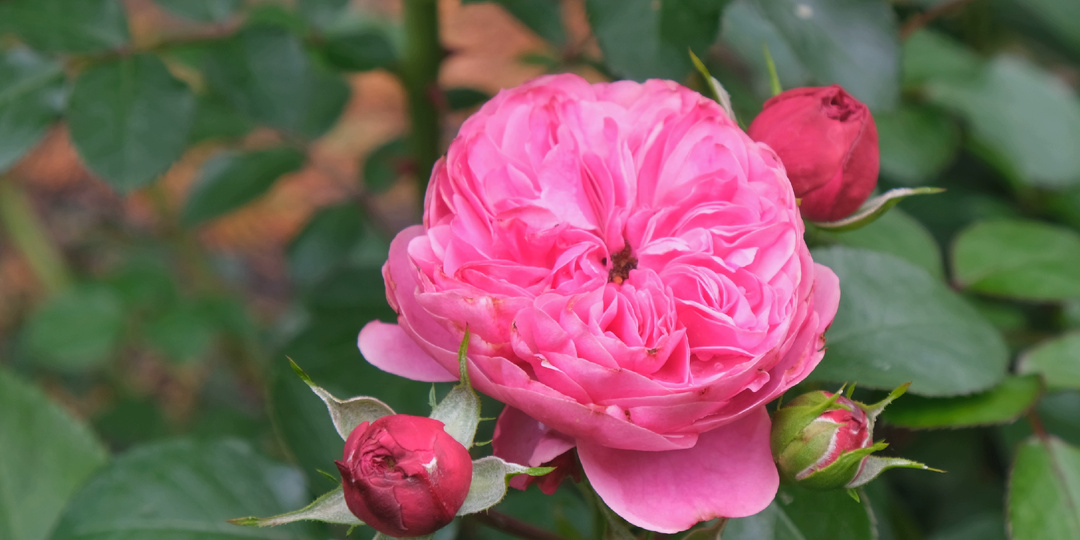 Садовый дневник: начало июля, мартагоны, розы, нимфеи