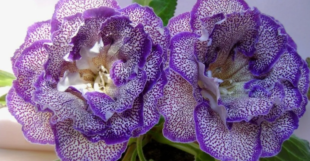 Посев глоксинии: выращиваем глоксинию из семян