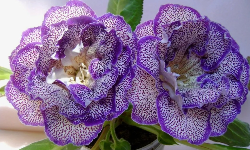 Посев глоксиний: выращиваем глоксинию из семян