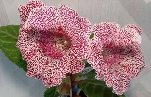 Посев глоксинии: выращиваем глоксинию из семян