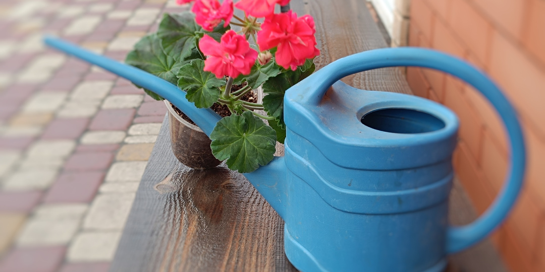 Про полив пеларгоний