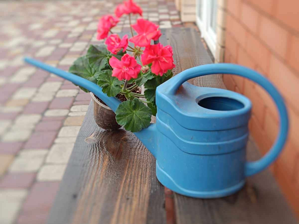 На фото черенок сорта ЮВ Кардинал. А на улице, уже опять дождь. От красивого снежка, не осталось и следа. 