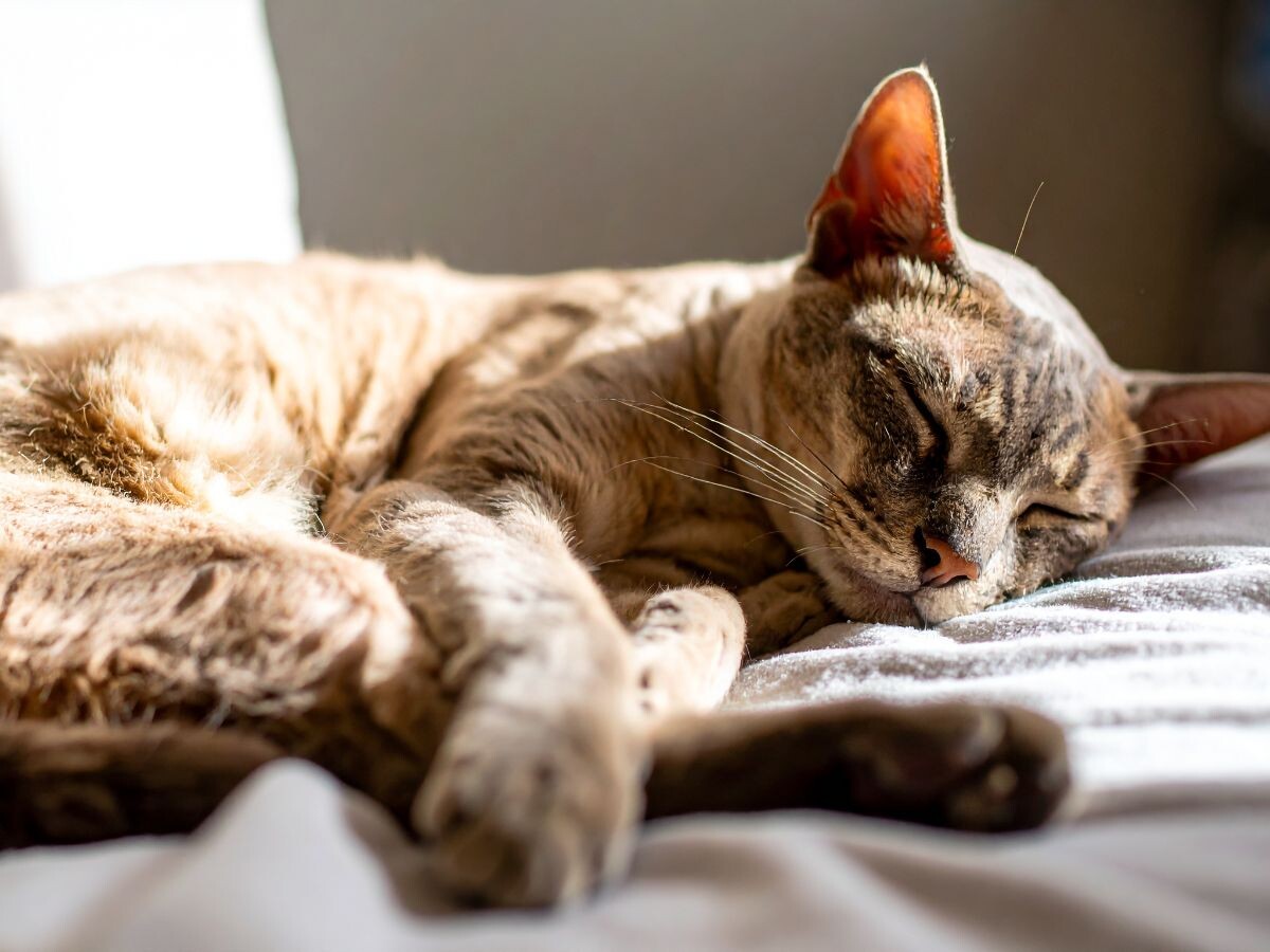 Спящий кот 