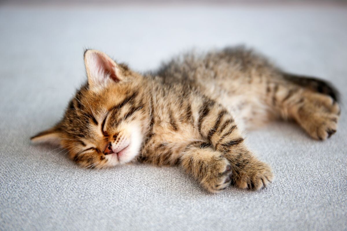 Спящий котёнок 