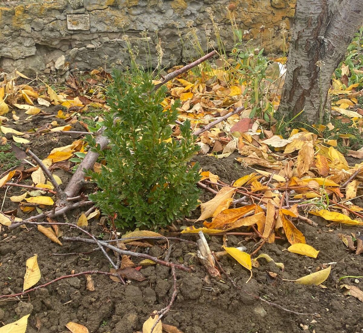 Мелкие веточки специально накиданы в приствольный круг, чтобы листья меньше сдувало 