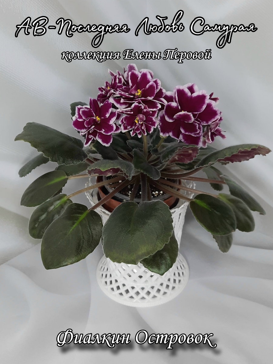 Друзья, всем привет 🤗
Зимой хочется ярких красок! Сорт АВ-Последняя Любовь Самурая немного отдохнул после первого цветения и опять начинает зацветать! У меня 2 розетки этого сорта. Одна 100% сортовая и как положено,  температурозависимая, летом цветёт почти без белой каймы. А эта розетка необычная, хотя они обе от одного листа, росли в одинаковом грунте и в одних условиях. Даже на одной полке стелажа стояли! Разница у них в том, что эта розетка цветёт одинаково и зимой, и летом, не реагируя на изменение условий. И изнанка листа у неё в горошек, как у сортов линии "ривермисты". Возможно это спорт по листу, но мне она своей необычностью нравится больше, чем сорт 🤷‍♂️