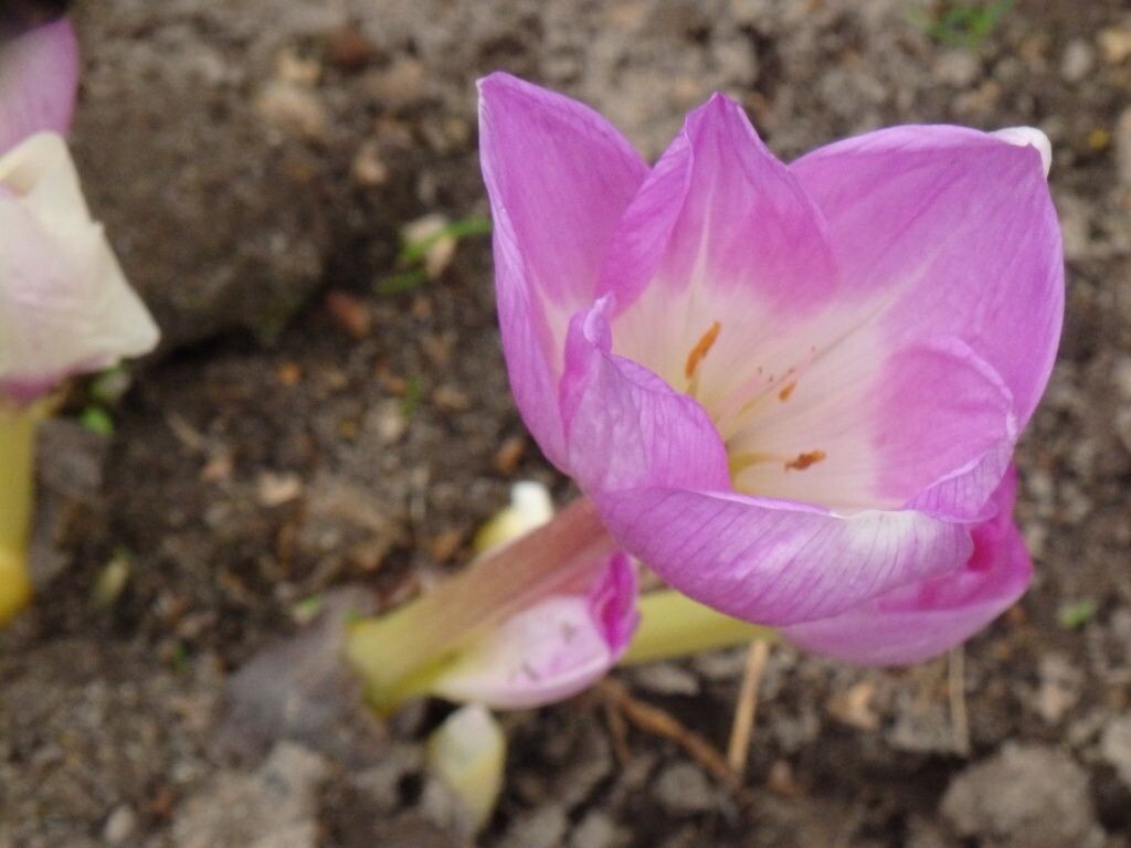  Безвременник