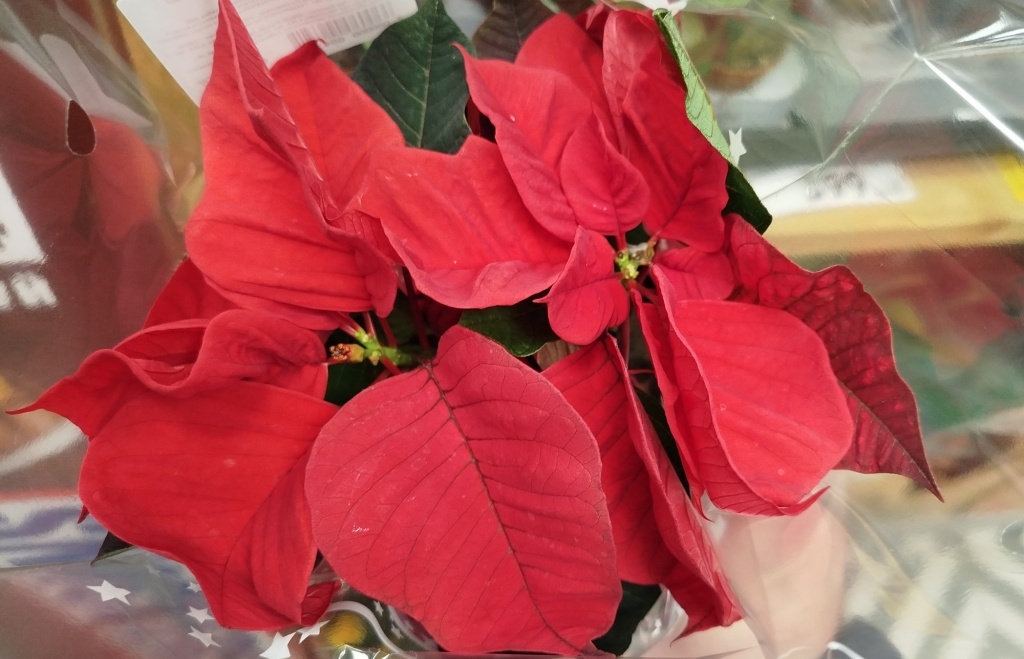  Пуансеттия красная