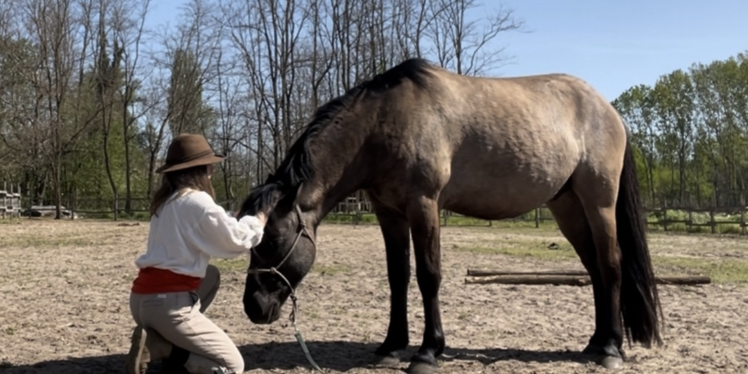 Вятская порода лошадей в Венгрии! Большое интервью с Еленой Каттинг