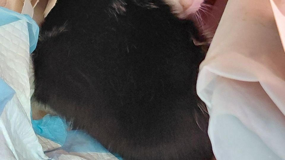 У Фырчика всё отлично, он дома🏡