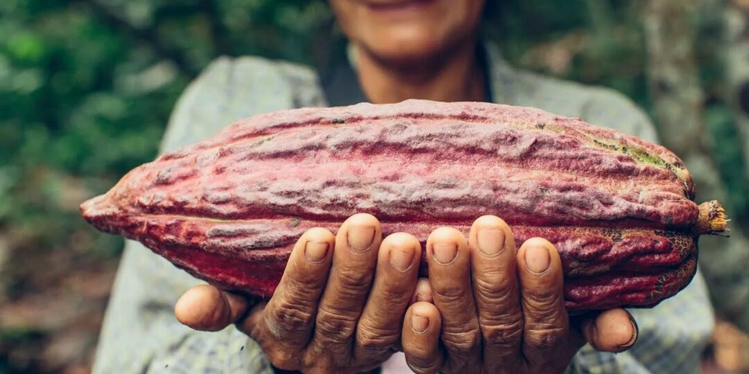 Органический шоколад: когда какао растёт без химии, а вкус — с душой