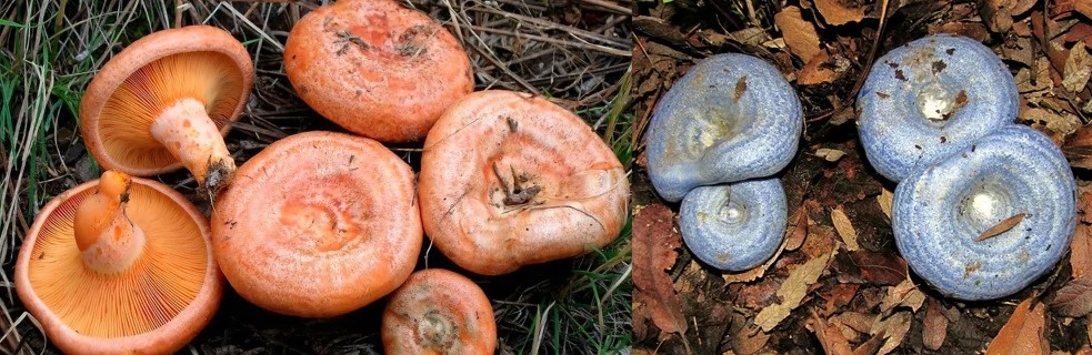 Если представить сепию вместо цветного фото грибы будет не отличить. Слева рыжик сосновый, справа млечник индиго.