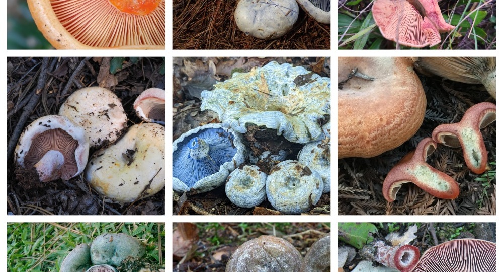 Сколько видов рыжиков в Америке? И можно ли их считать "рыжиками"