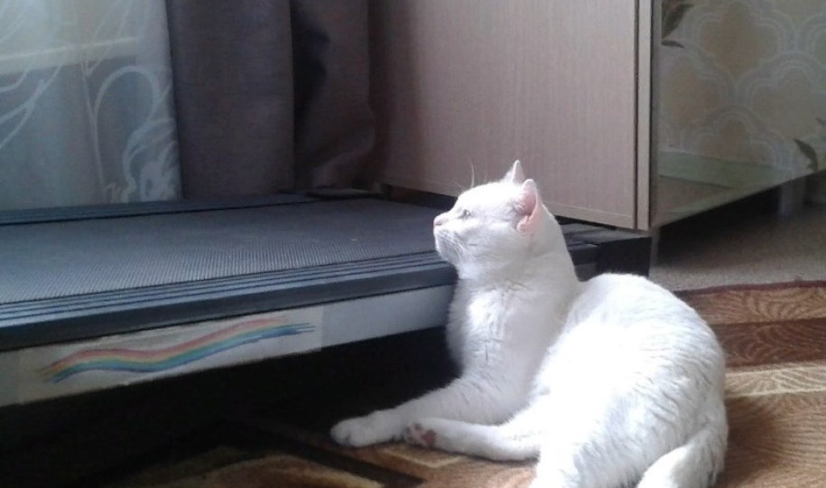 Логово зверя: людям наконец-то объяснили любовь котов к коробкам