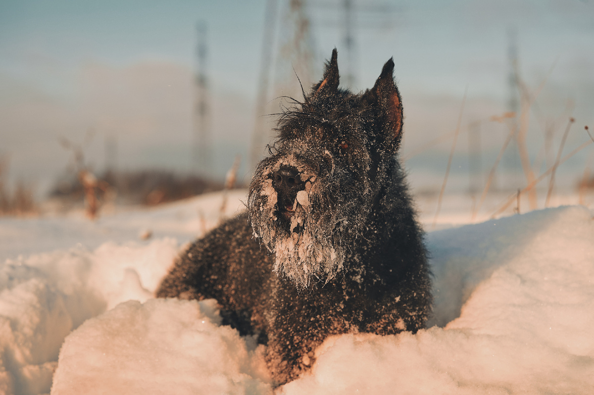 Очень нагулявшаяся собака