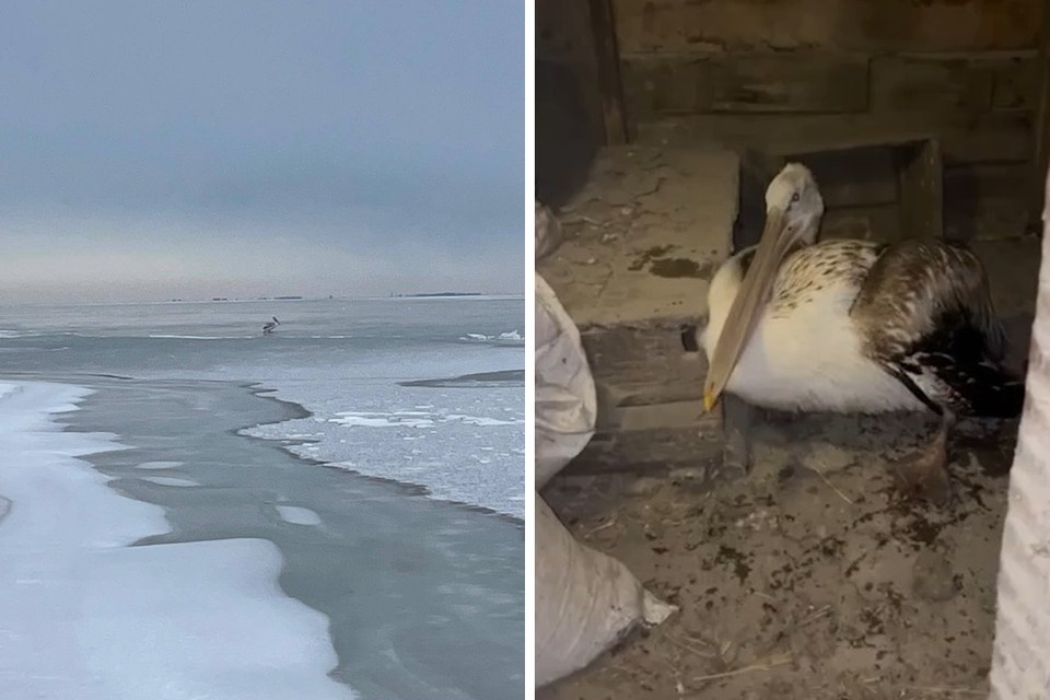    Человек бросился в ледяную воду, чтобы спасти замерзающее животное. Фото: Южный парк птиц "Малинки"