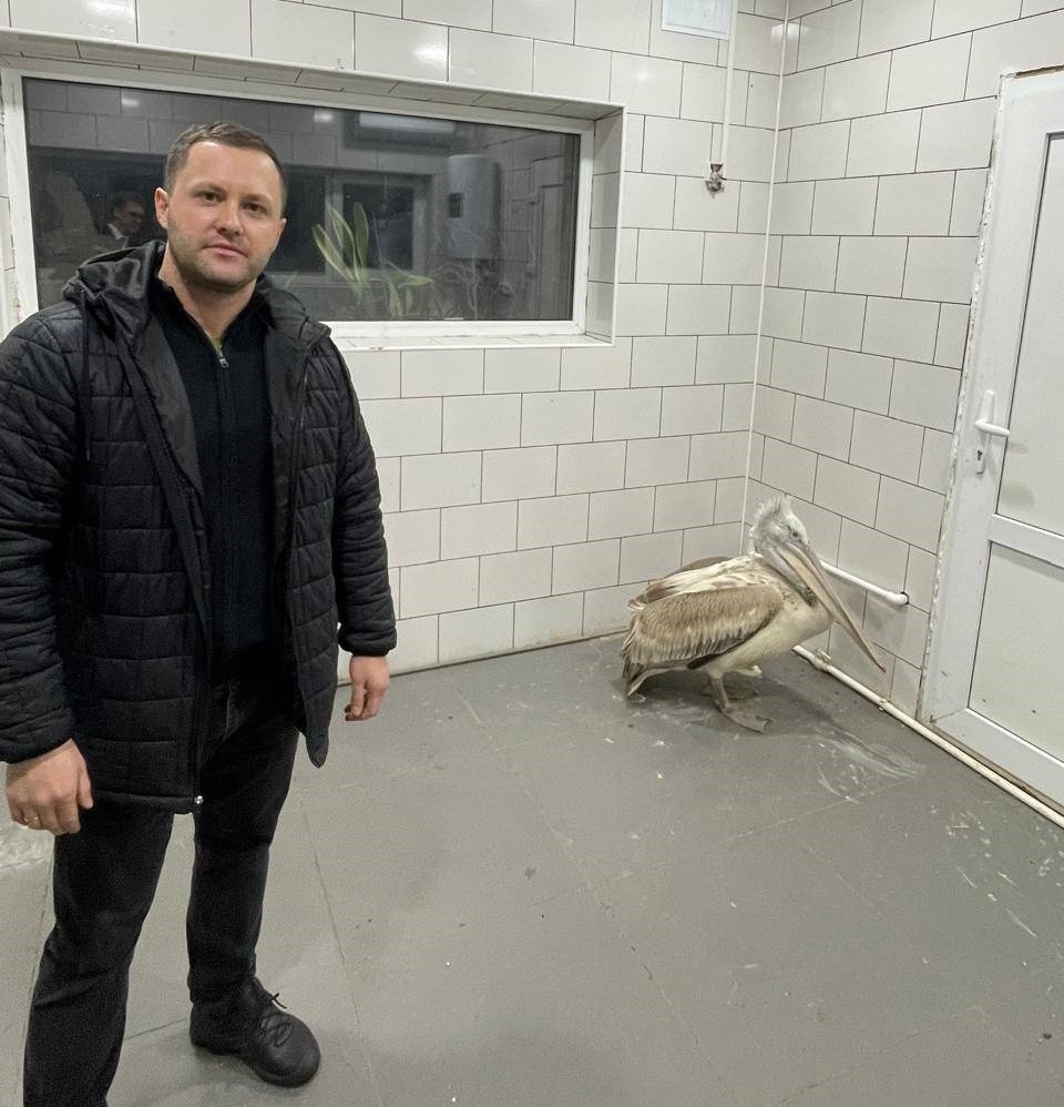    Пеликан немного робеет, но все же издалека позирует на фото со своим спасителем. Фото: Южный парк птиц "Малинки"