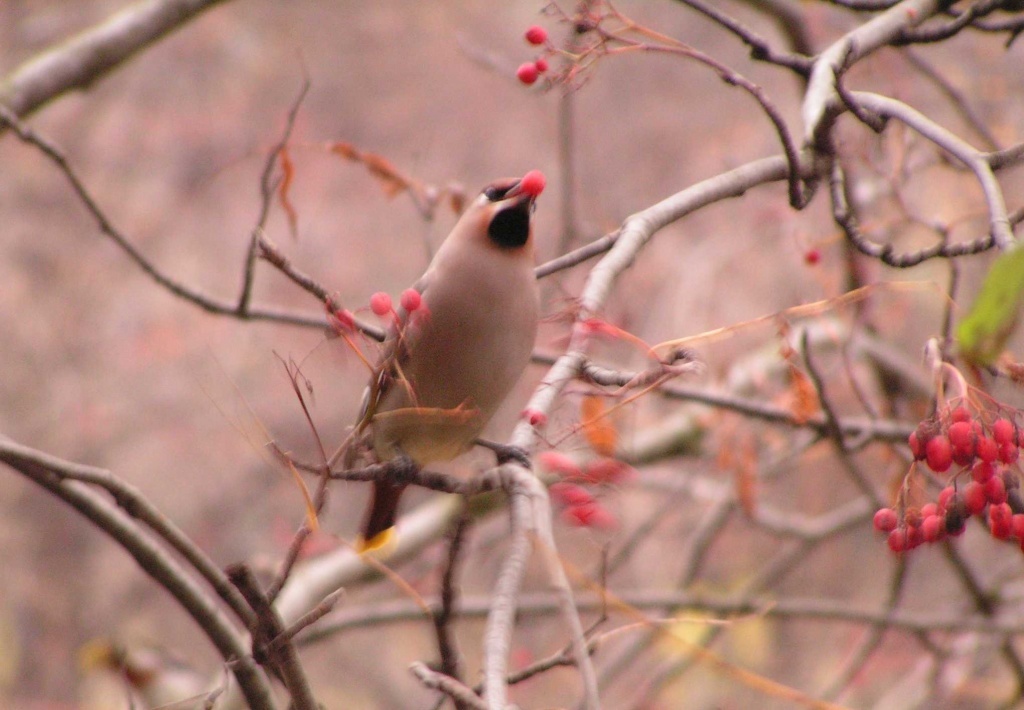  Свиристель