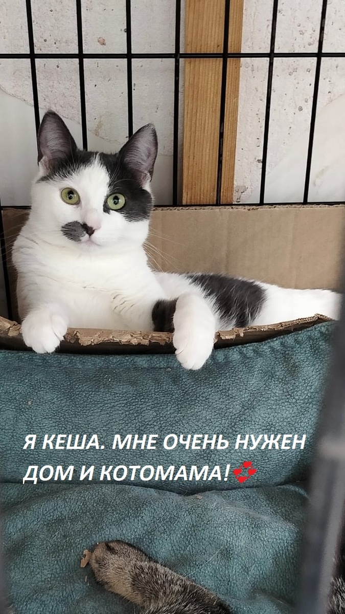 Кешенька хочет скорее найти свой дом) 🏡