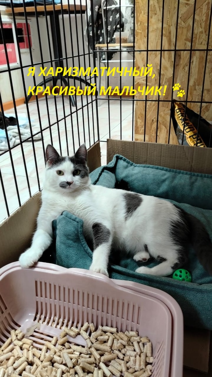 Кеша очень артистичный, харизматичный, игривый котик 😻