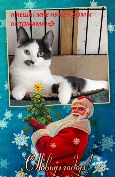 Кеша поздравляет всех с Новым годом! 🎄❄✨⛄
