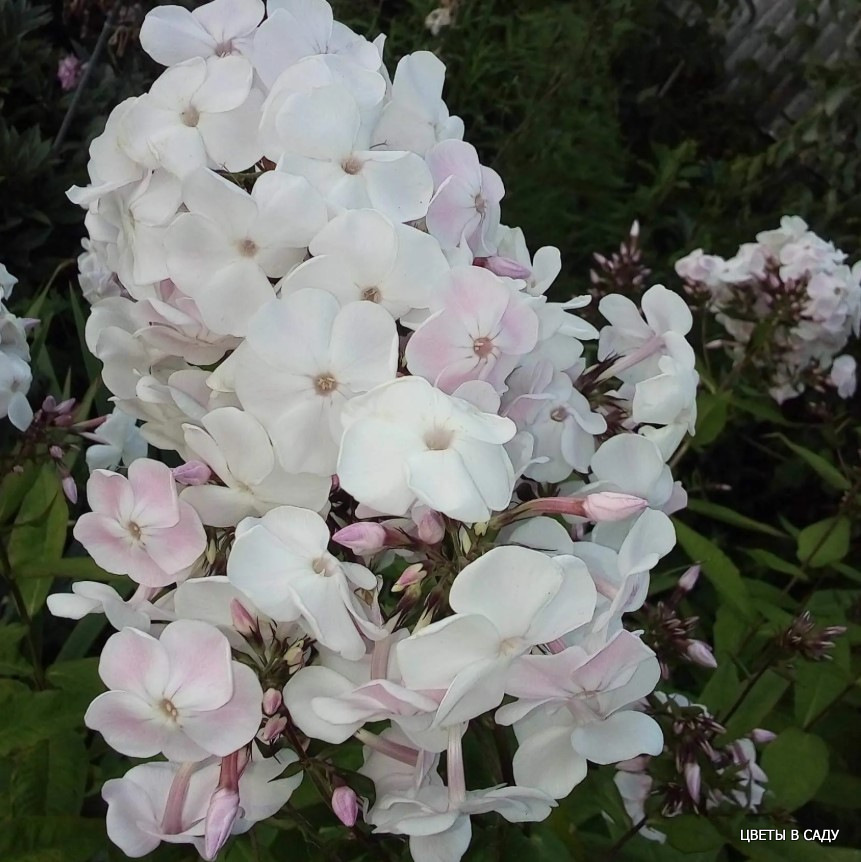 Флокс Мадонна в саду Правдиной Лидии Георгиевны