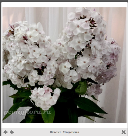 Фотографии флокса Мадонна с нашей выставки в музее на простораз интернета
