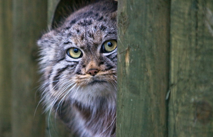 Манул: почему любая попытка приручить гордого азиатского красавца будет обречена на провал