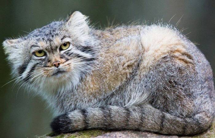 В неволе коту живёт плохо.